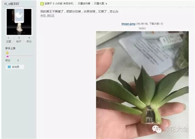 黑王子黑腐怎么辦？