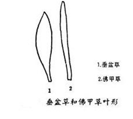 垂盆草與佛甲草的區(qū)別