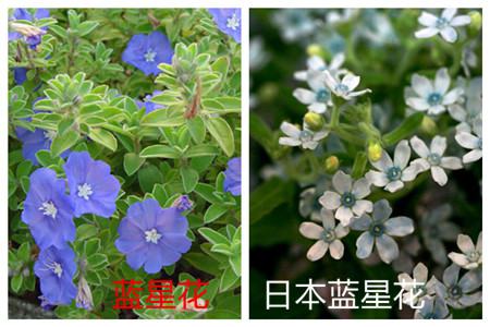 藍星花和日本藍星花的花朵不同