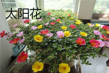 太陽(yáng)花