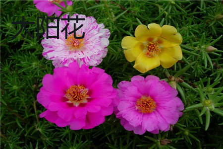 太陽(yáng)花