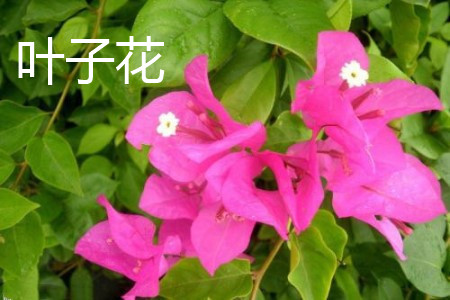 葉子花