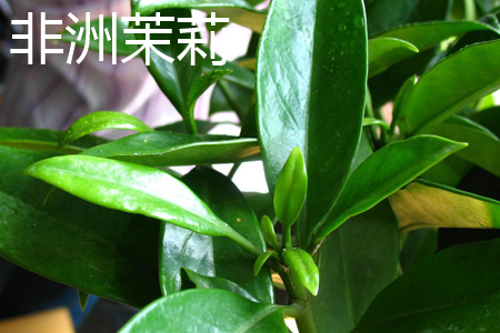 非洲茉莉