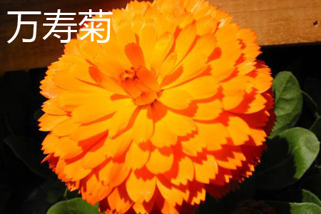 萬(wàn)壽菊