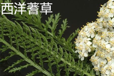 西洋蓍草