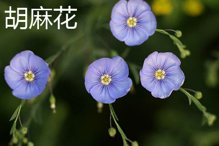 胡麻花