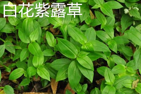 白花紫露草