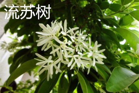 流蘇樹，花.jpg