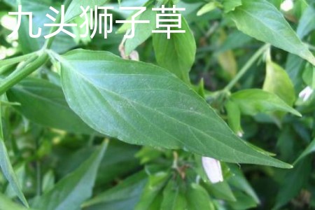 九頭獅子草