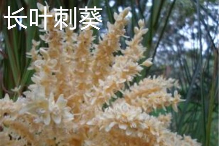 長(zhǎng)葉刺葵花.jpg