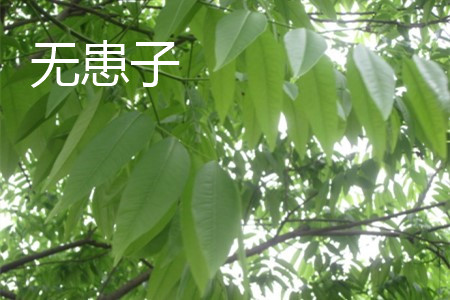 無(wú)患子