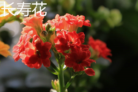 長(zhǎng)壽花