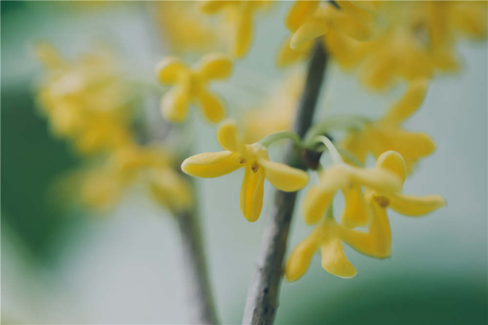 桂花