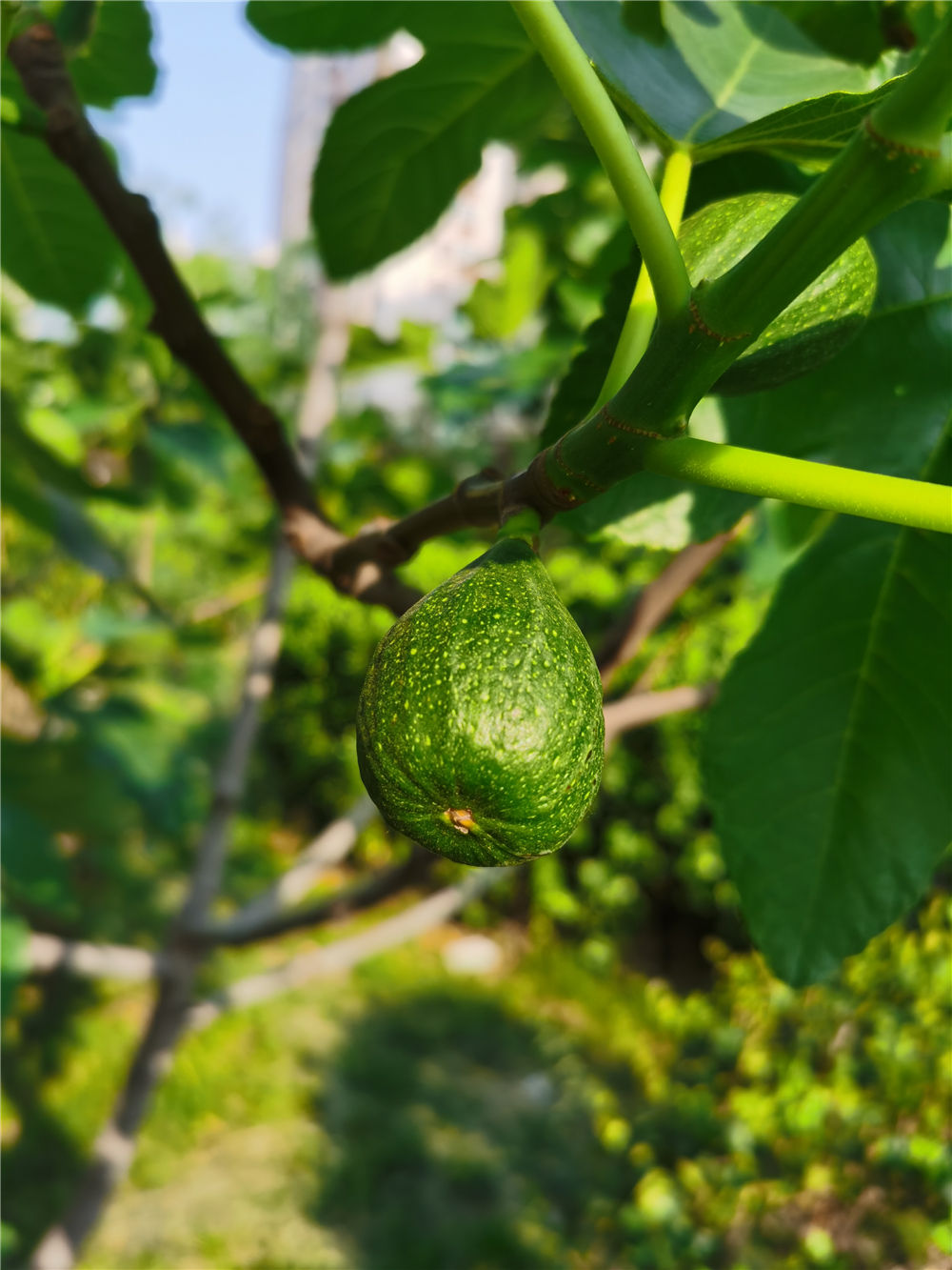 無花果