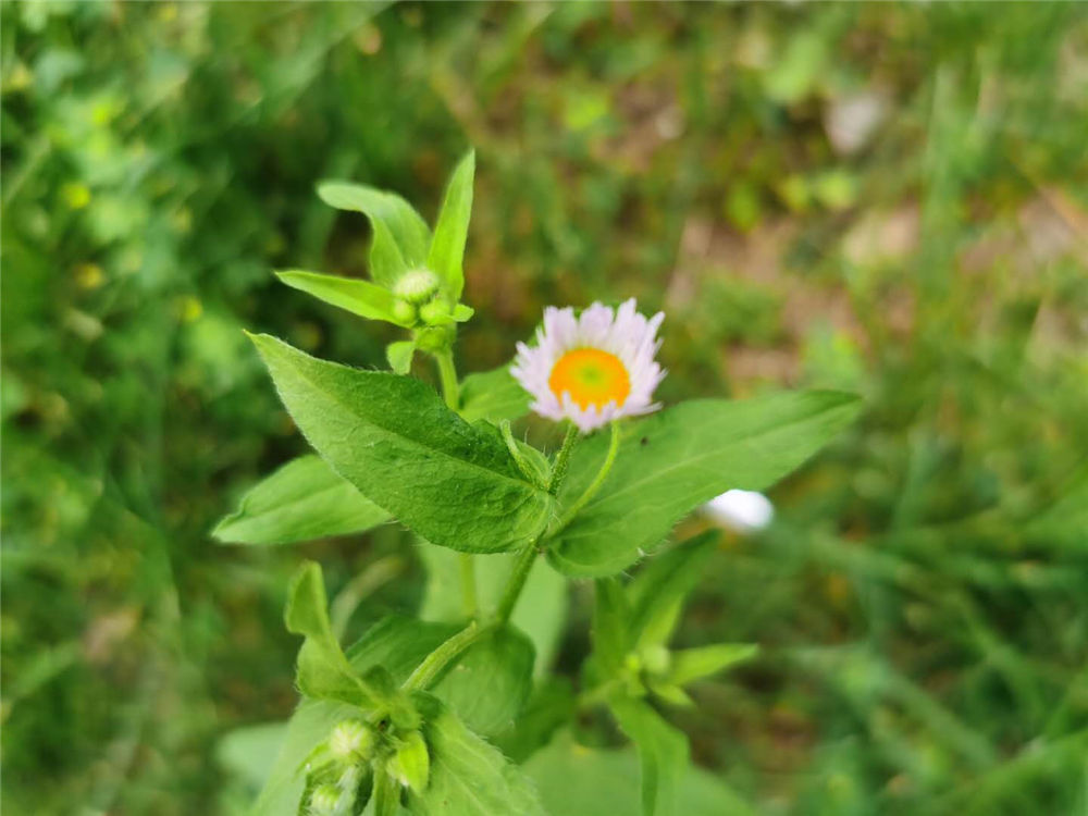 白晶菊