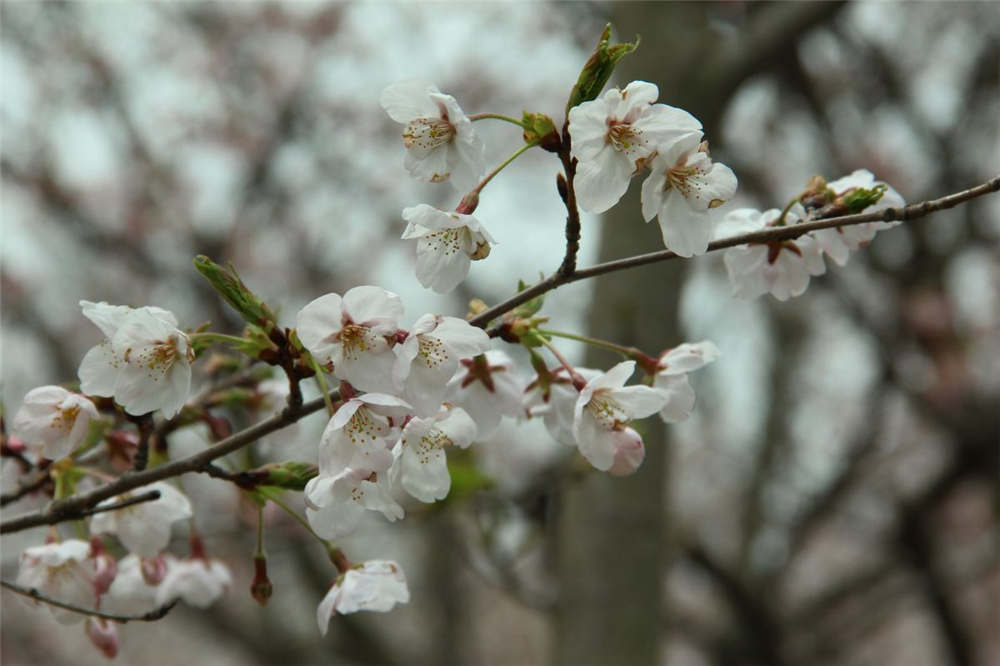 櫻花